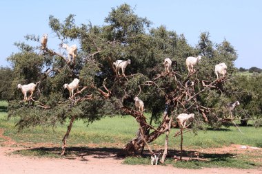 Fas argan ağaç otlatma keçi
