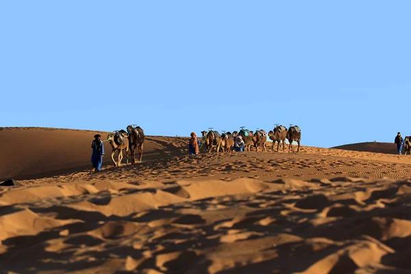 Kameel caravan wandeltochten in de Saharawoestijn — Stockfoto