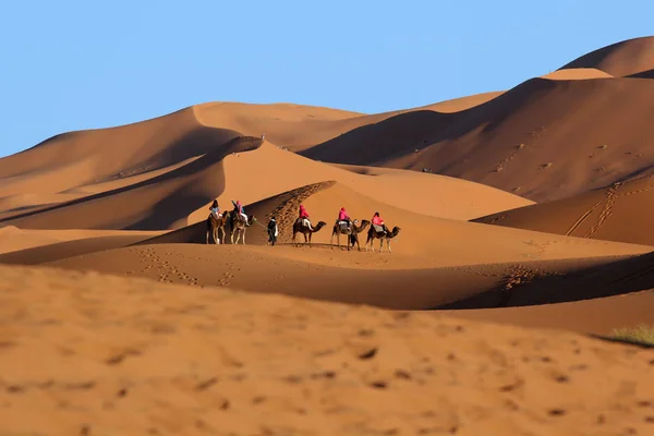 Camel caravan trekking in the Sahara desert — Stock Photo, Image