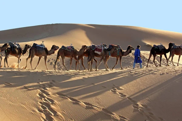 Velbloudí karavana treky v poušti Sahara — Stock fotografie