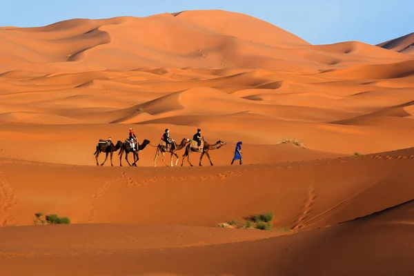 Velbloudí karavana treky v poušti Sahara — Stock fotografie