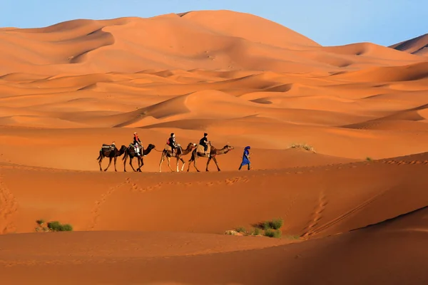 Camello caravana trekking en el desierto del Sahara — Foto de Stock