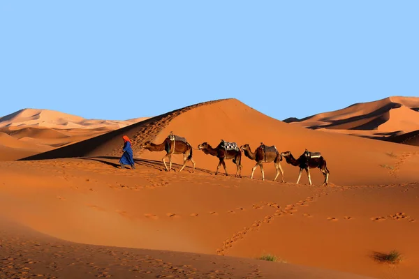 Camel caravan trekking in the Sahara desert — Stock Photo, Image