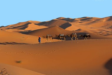 Sahara Çölü'günbatımında trekking deve karavan