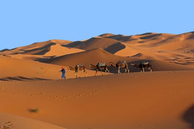 Sahara Çölü'trekking deve karavan