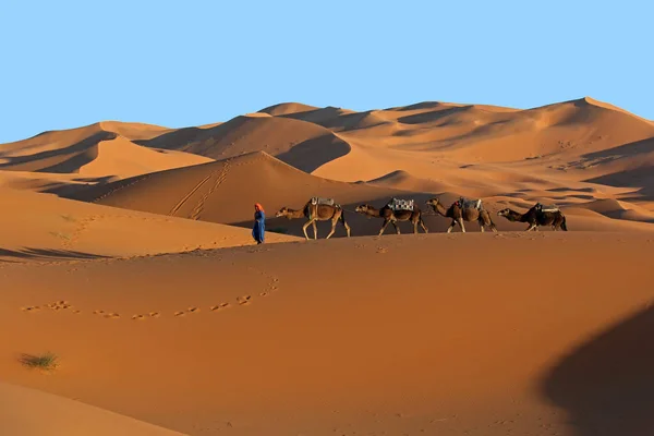 Camel caravan trekking in the Sahara desert — Stock Photo, Image