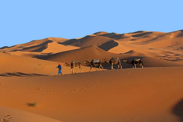 Camel caravana trekking no deserto do Saara — Fotografia de Stock