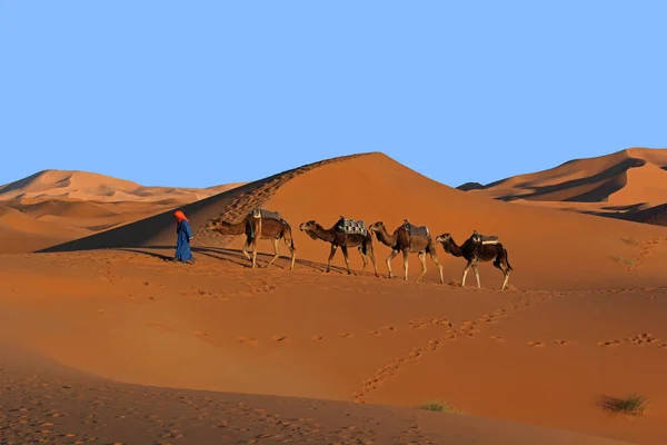 Camello caravana trekking en el desierto del Sahara — Foto de Stock