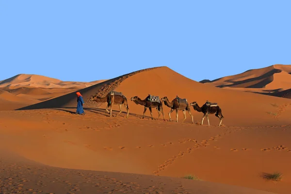 Cammello carovana trekking nel deserto del Sahara — Foto Stock