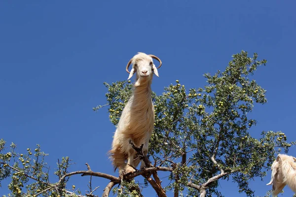 Kozí pastva v arganového stromu v Maroku — Stock fotografie
