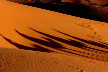 Sahara Çölü'trekking deve karavan gölge