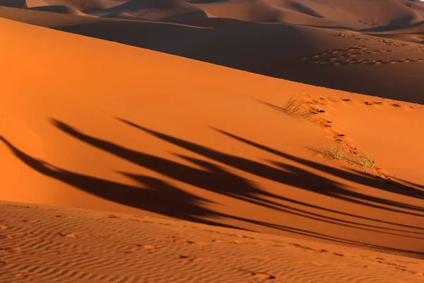 Kamelkarawane Schatten Trekking in der Sahara-Wüste — Stockfoto