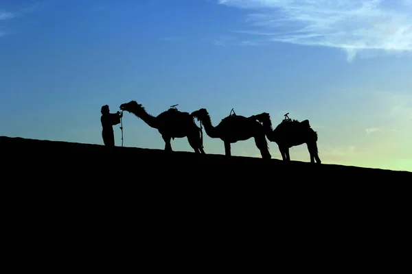 Camel caravan shadow trekking in the Sahara desert — Stock Photo, Image