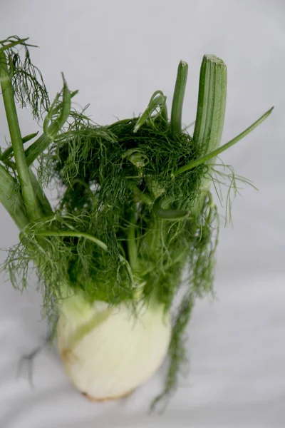 Akar fennel tanaman dengan cabang dan daun — Stok Foto