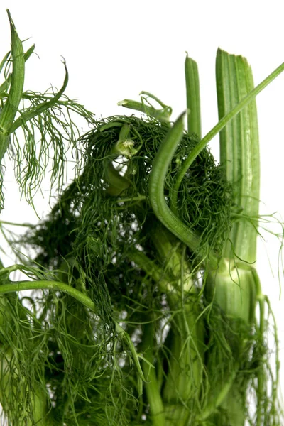 Venkel wortel plant met takken en bladeren — Stockfoto