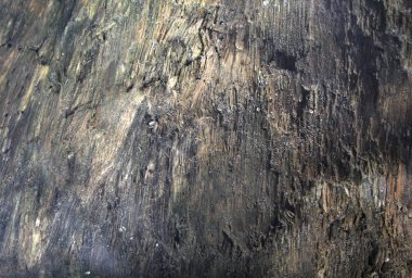 Yıpranmış görünümü ile sahilde Drift ahşap