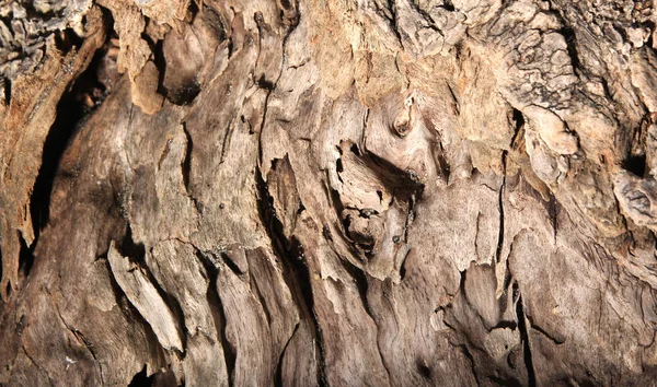 Dérive de bois sur la plage avec look usé — Photo