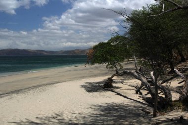 Kıyı ağacı çıkıntısı ile beyaz kumlu plaj