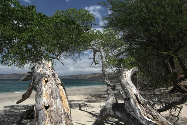 白色沙滩与沿海树悬垂 — 图库照片
