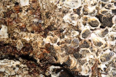 Okyanus kıyı şeridinde deniz kabuklarının toplanması