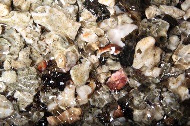 Okyanus kıyı şeridinde deniz kabuklarının toplanması