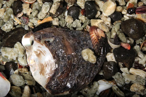 Recolha de conchas marinhas na costa oceânica — Fotografia de Stock