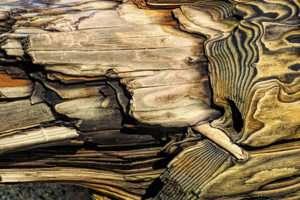 Driftwood färger och paterns i naturligt format former — Stockfoto