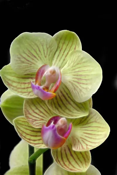 Miękkie żółte orchidee płatkowe na czarnym tle — Zdjęcie stockowe