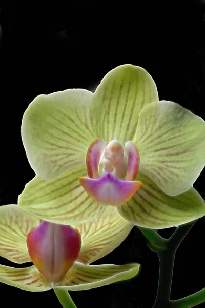 Orquídeas de pétalas amarelas macias em um fundo preto — Fotografia de Stock