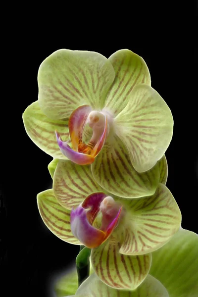 Morbide orchidee di petalo giallo su fondo nero — Foto Stock