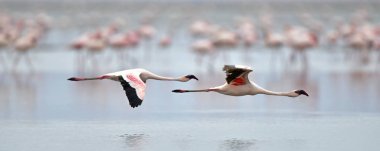 Natron Gölü üzerinde uçan flamingolar kolonisi. Küçük Flamingo bilimsel adı: Phoenicoparrus küçük. Tanzanya Afrika.