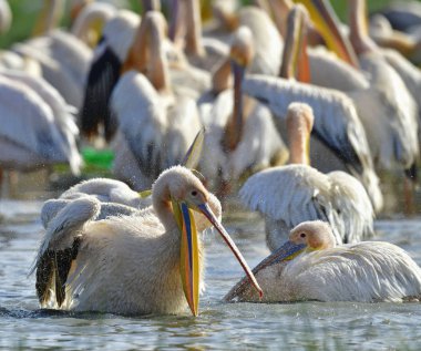 Pelikan banyo. Büyük beyaz pelikan shore Natron Gölü. Bilimsel adı: Pelecanus onocrotalus. Natron. Tanzanya.