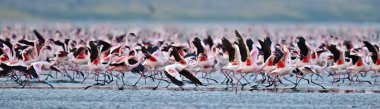 Natron Gölü flamingolar kolonisi. Küçük Flamingo bilimsel adı: Phoenicoparrus küçük. Tanzanya Afrika.