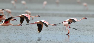 Natron Gölü üzerinde uçan flamingolar kolonisi. Küçük Flamingo bilimsel adı: Phoenicoparrus küçük. Tanzanya Afrika.