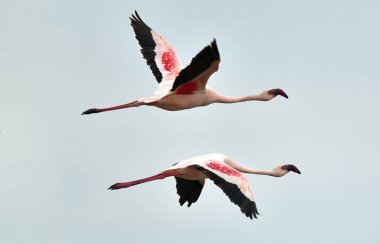 İki flamingolar Natron Gölü üzerinde uçan. Küçük Flamingo bilimsel adı: Phoenicoparrus küçük. Tanzanya Afrika.