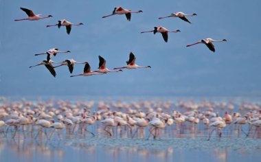 Natron Gölü üzerinde uçan flamingolar kolonisi. Küçük Flamingo bilimsel adı: Phoenicoparrus küçük. Tanzanya Afrika.