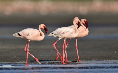 Bir grup küçük flamingolar (bilimsel adı: Phoenicoparrus küçük) Natron Gölü su üzerinde yürümek. Tanzanya.