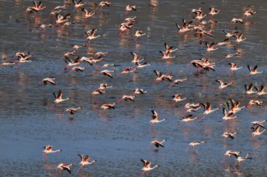 Natron Gölü üzerinde uçan flamingolar kolonisi. Küçük Flamingo bilimsel adı: Phoenicoparrus küçük. Tanzanya Afrika.