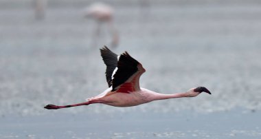 flamingo Natron Gölü su üzerinde uçan. Küçük Flamingo bilimsel adı: Phoenicoparrus küçük. Tanzanya Afrika.
