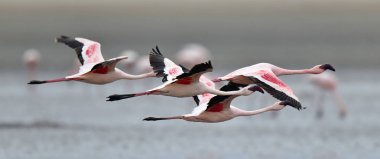 Natron Gölü üzerinde uçan flamingolar kolonisi. Küçük Flamingo bilimsel adı: Phoenicoparrus küçük. Tanzanya Afrika.