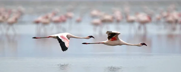 Kolonie Flamingo Vliegen Het Natron Meer Mindere Flamingo Wetenschappelijke Naam — Stockfoto