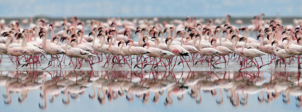 Colony of Flamingos flying on the Natron lake. Lesser Flamingo Scientific name: Phoenicoparrus minor. Tanzania Africa.