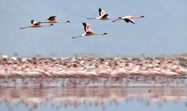 Kolonii Flamingów Przelatujących Nad Brzegiem Jeziora Natron Małopolskie Flamingo Naukowe — Zdjęcie stockowe