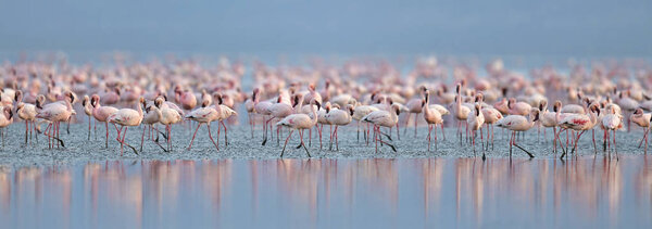 Colony of Flamingos on the Natron lake. Lesser Flamingo Scientific name: Phoenicoparrus minor. Tanzania Africa.