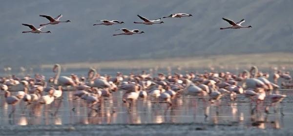 Colony Flamingos Flying Natron Lake Lesser Flamingo Scientific Name Phoenicoparrus — Stock Photo, Image