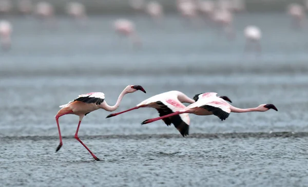 Colonia Flamencos Volando Lago Natron Menor Flamingo Nombre Científico Phoenicoparrus —  Fotos de Stock