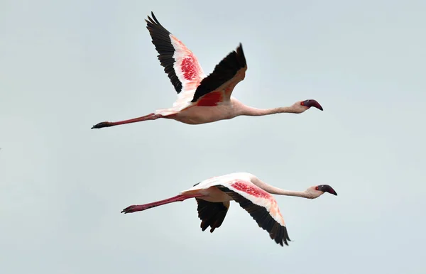 Dua Flamingos Terbang Danau Natron Lesser Flamingo Nama Ilmiah Phoenicoparrus — Stok Foto