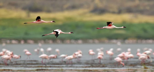 Colony Flamingos Flying Natron Lake Lesser Flamingo Scientific Name Phoenicoparrus — Stock Photo, Image