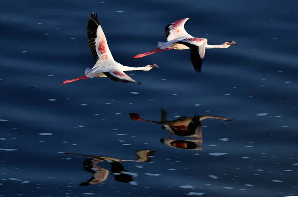 Colonia Flamencos Volando Lago Natron Menor Flamingo Nombre Científico Phoenicoparrus — Foto de Stock