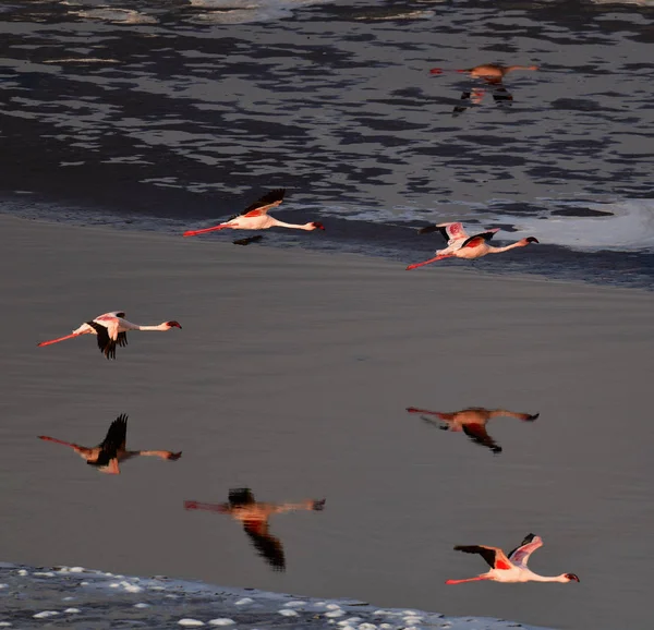 Colonia Flamencos Volando Lago Natron Menor Flamingo Nombre Científico Phoenicoparrus —  Fotos de Stock